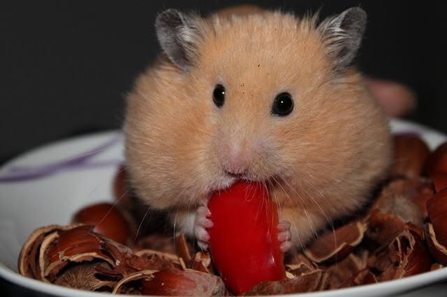 hamster stuffed cheeks full of food uk
