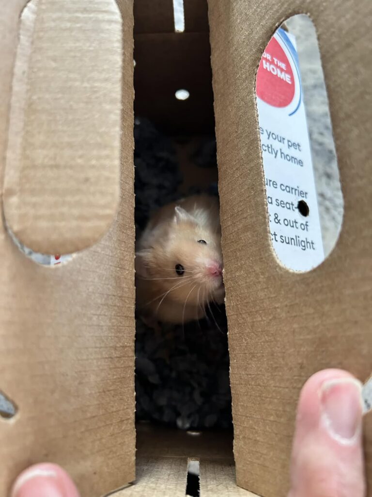 hamster suddenly aggressive UK causes biting