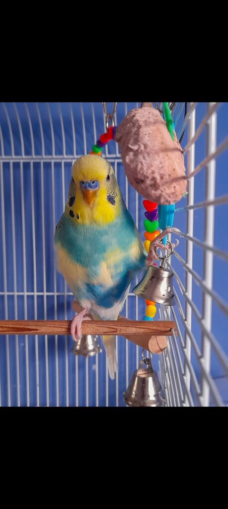 happy budgie signs UK contentment preening 