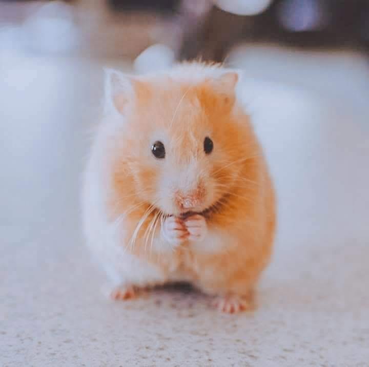 happy hamster UK genuine wellbeing signs
