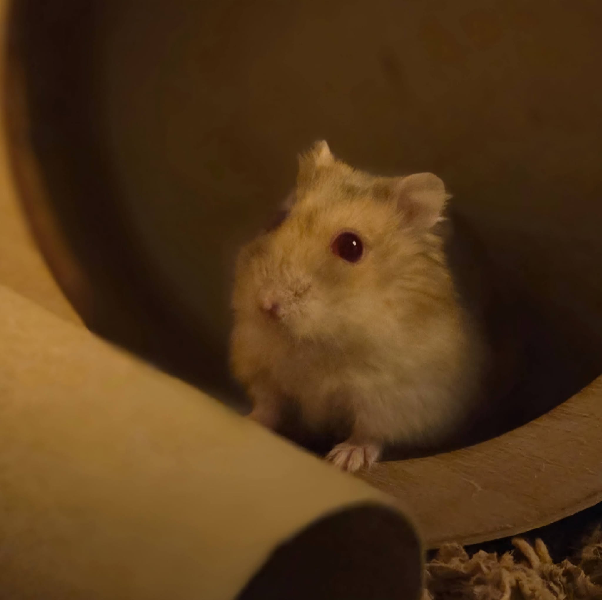 healthy active hamster recovered UK paradise pets