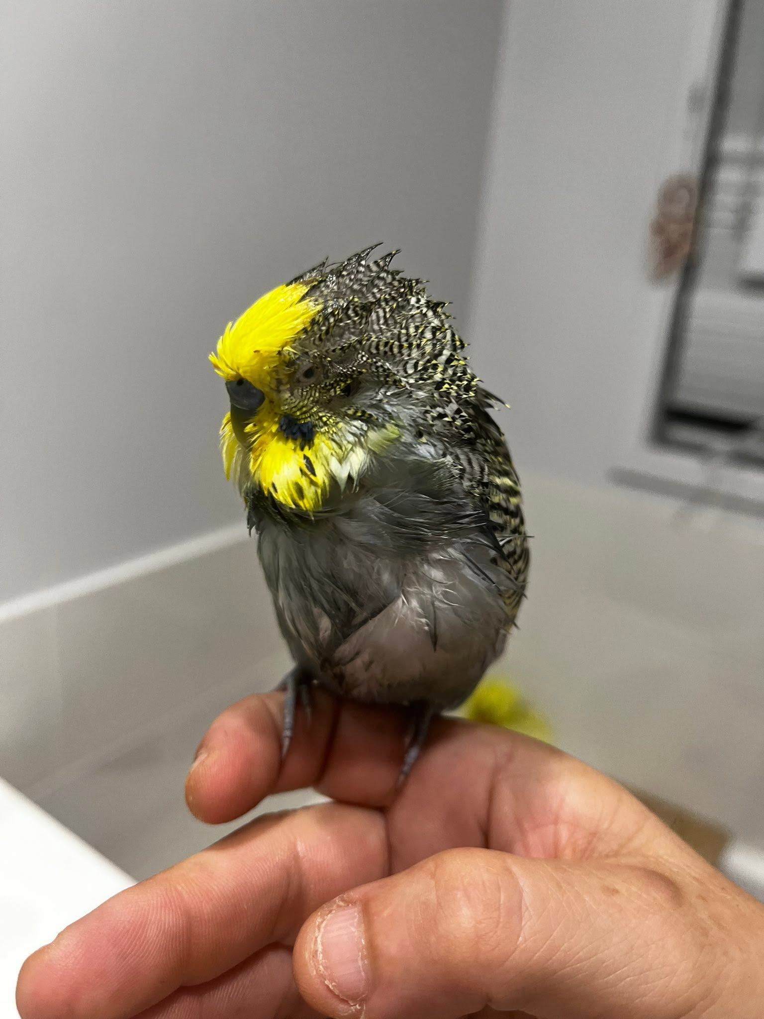 healthy bird good feather condition eating paradise pets swindon