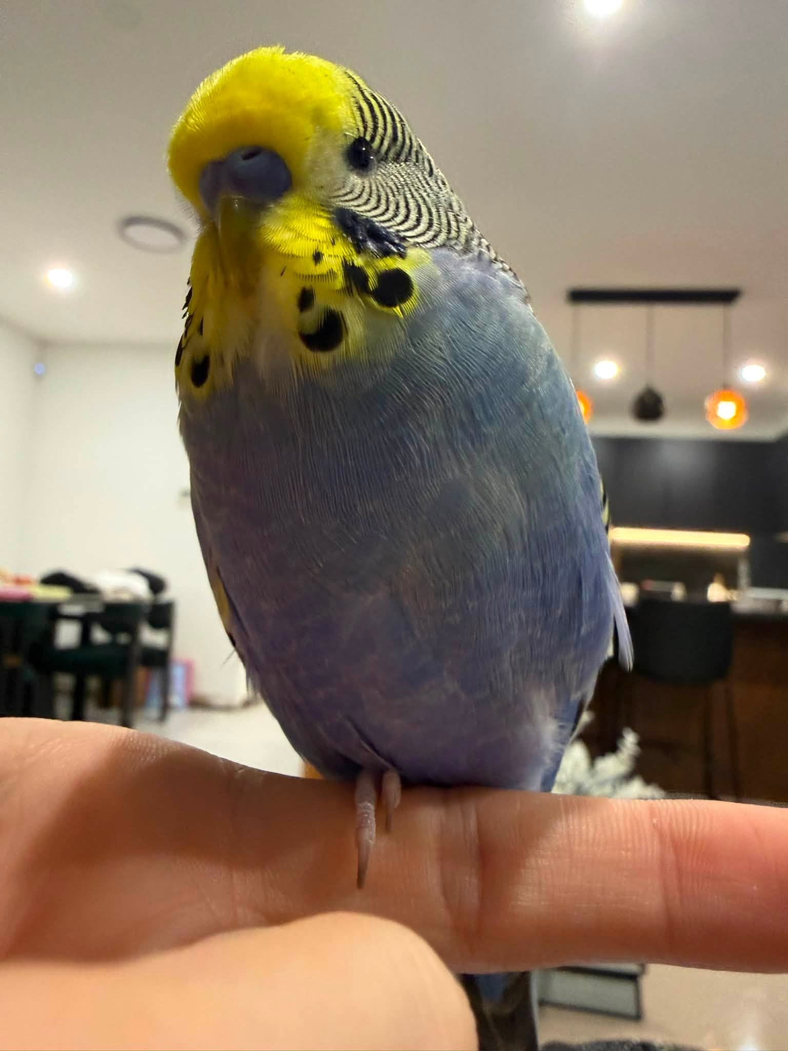 healthy budgie UK paradise pets swindon 2026