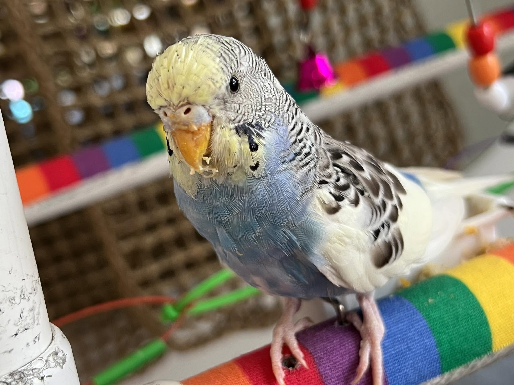 healthy budgie clean nares bright eyes paradise pets swindon