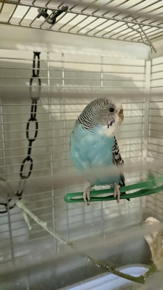healthy budgie clean vent feathers