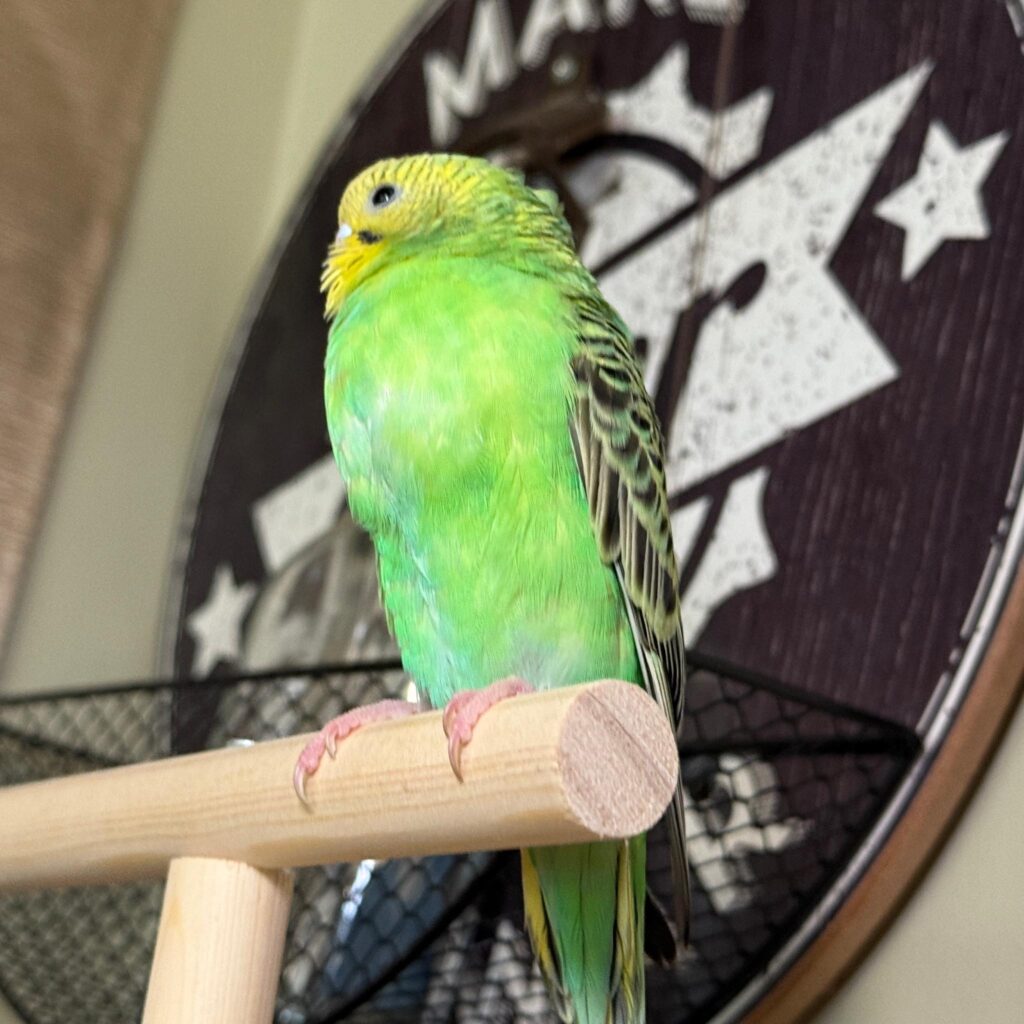 healthy budgie crop area on chest