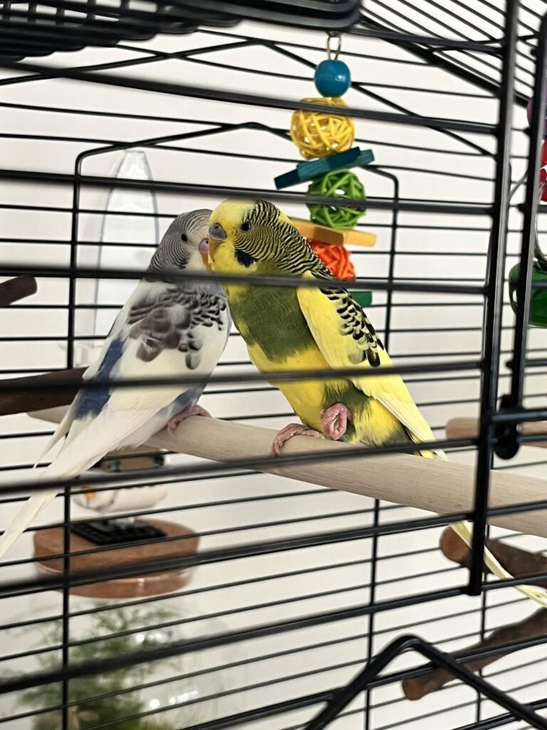 healthy budgie gripping perch firmly