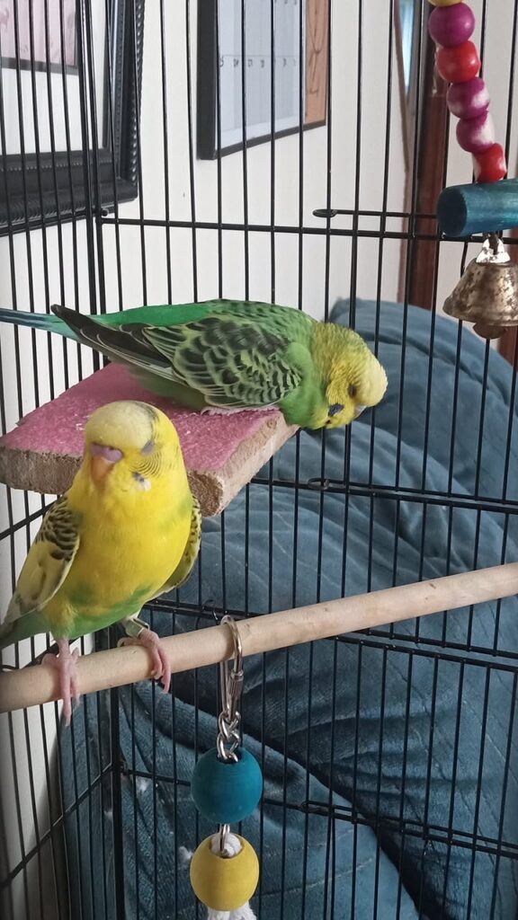 healthy budgie sleeping on perch paradise pets swindon