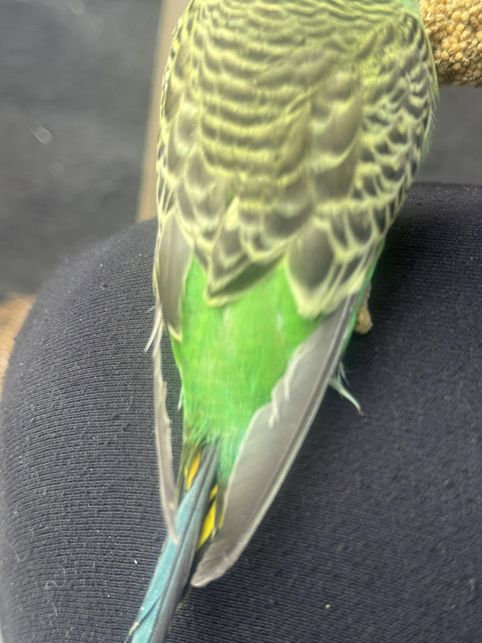 healthy budgie smooth feathers close body UK 