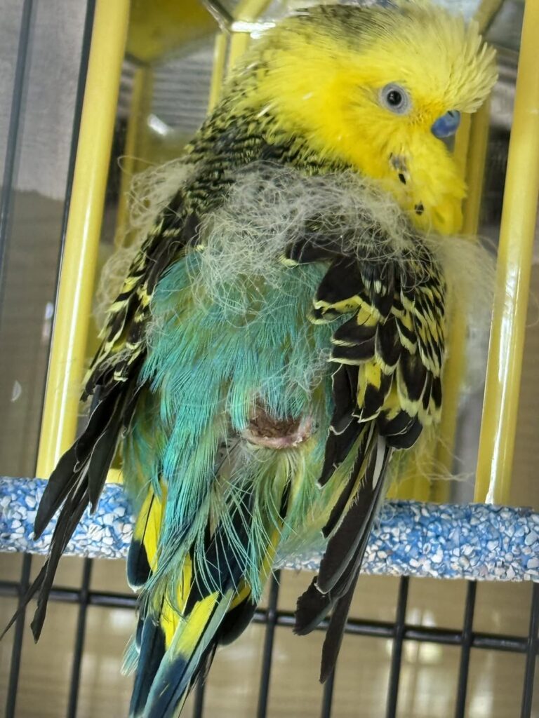 healthy budgie wing feather condition UK wellbeing sign