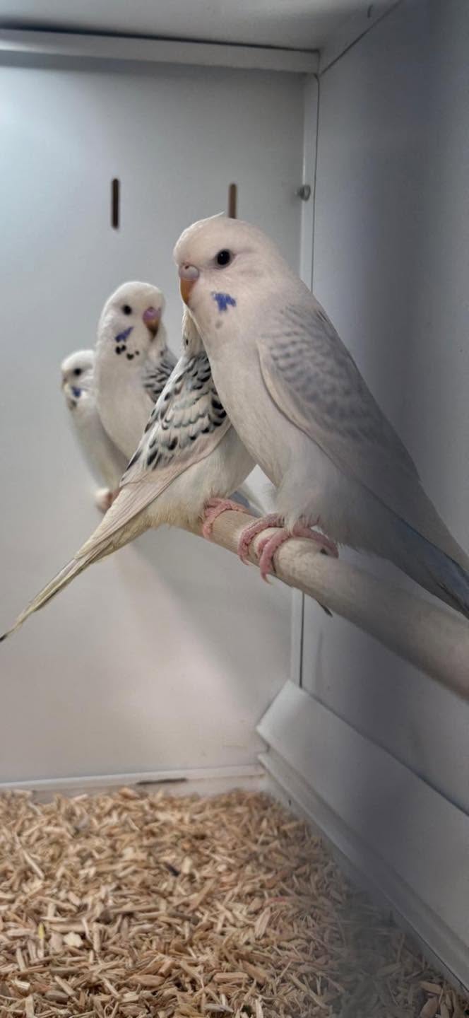 healthy budgies for sale at Paradise Pets Swindon