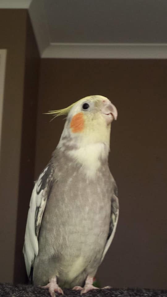 healthy cockatiel perch comfortable posture paradise pets