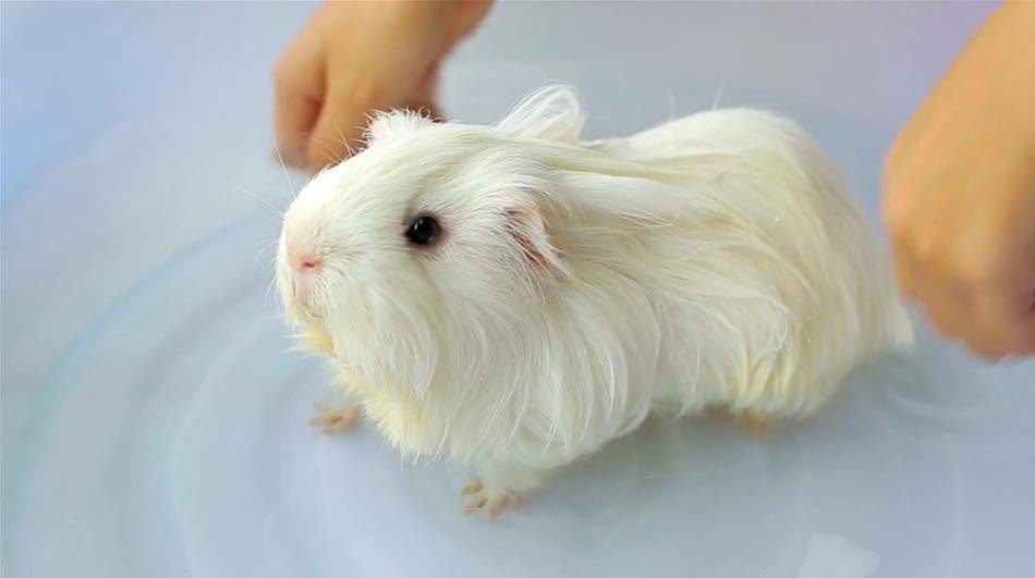 healthy guinea pig good coat bright eyes paradise pets swindon
