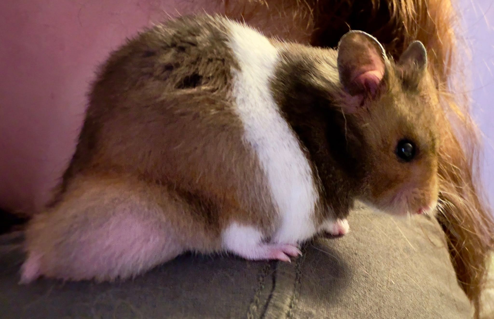 healthy hamster in low dust bedding UK