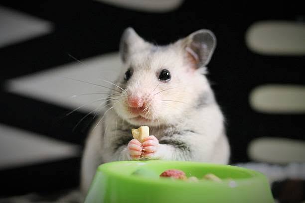 healthy hamster owner palm calm interaction paradise p