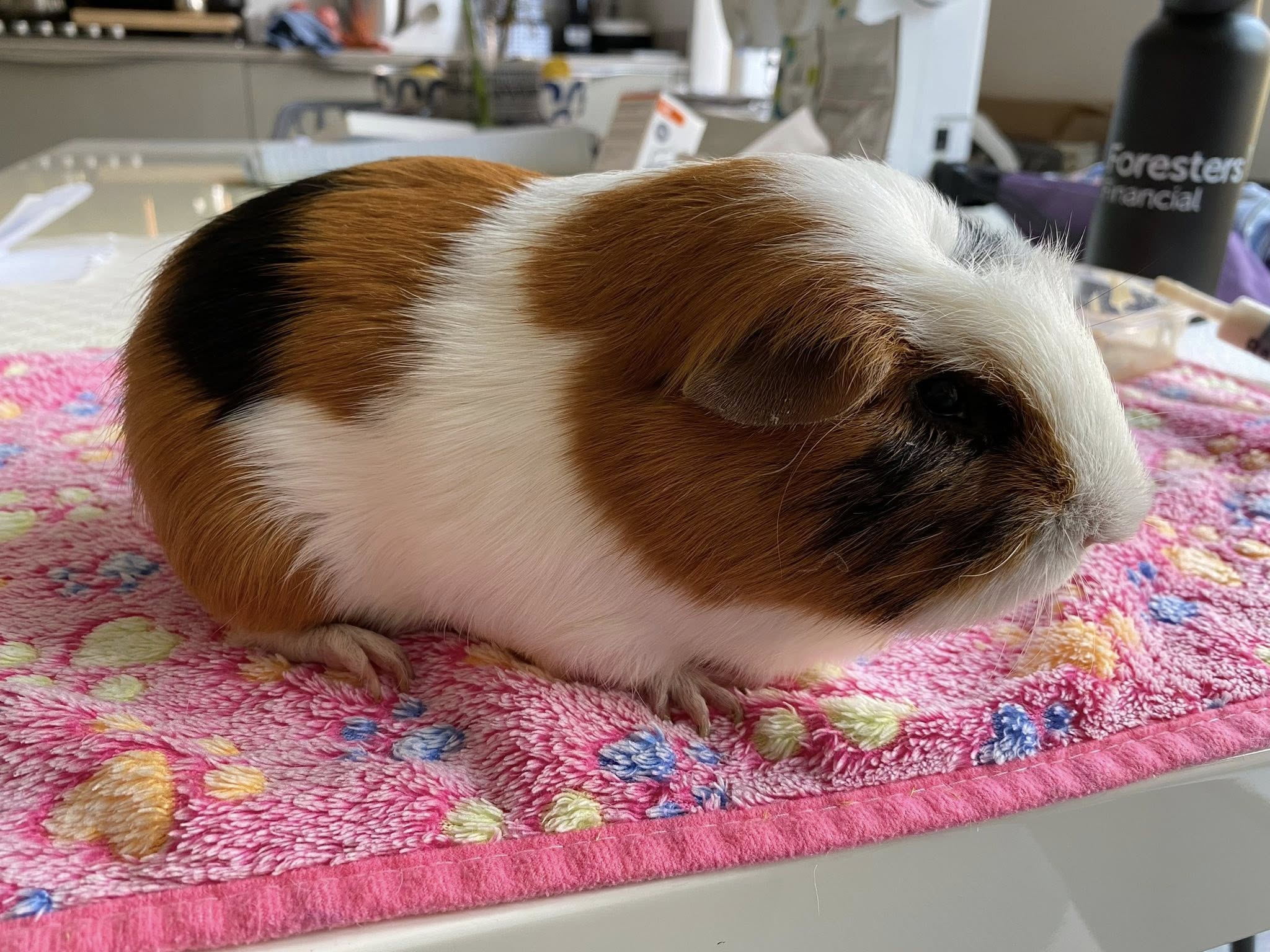 healthy happy guinea pig in clean spacious hutch