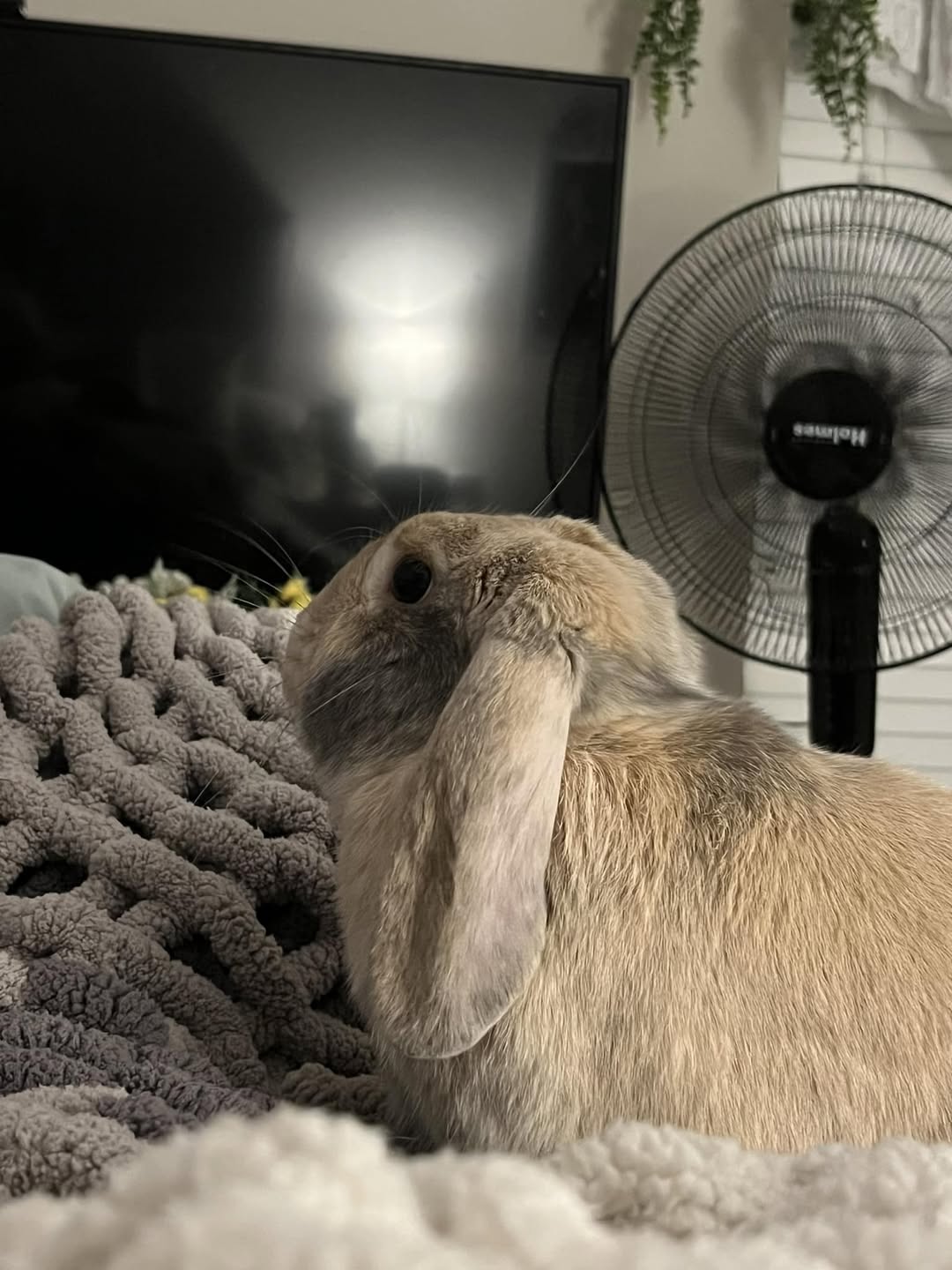 healthy happy rabbit exploring run paradise pets swindon