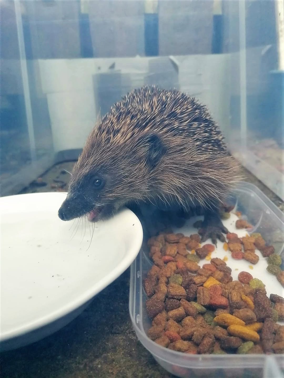 healthy hedgehog in garden with feeding station