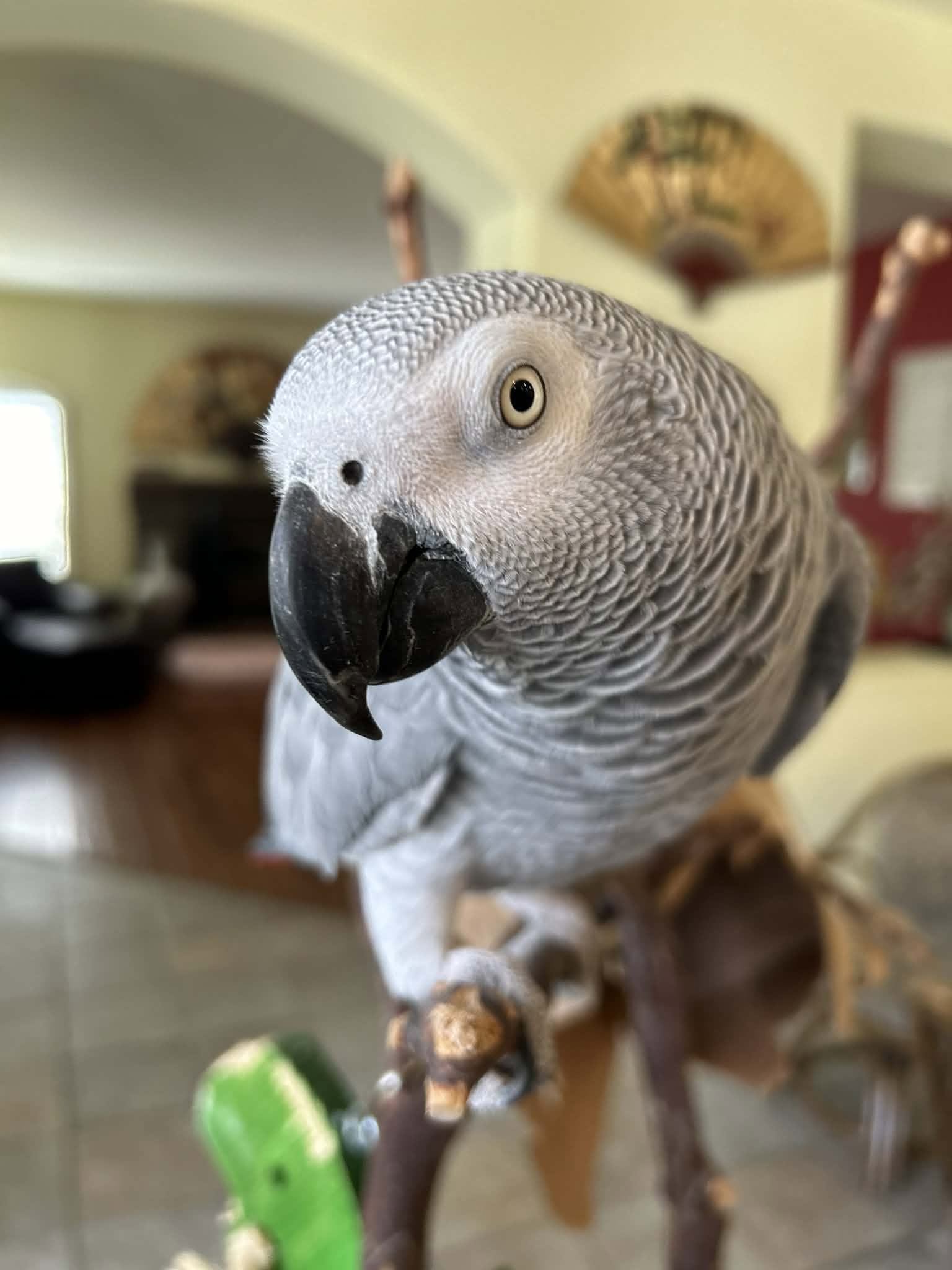 healthy parrot bonded owner responsible care paradise pets