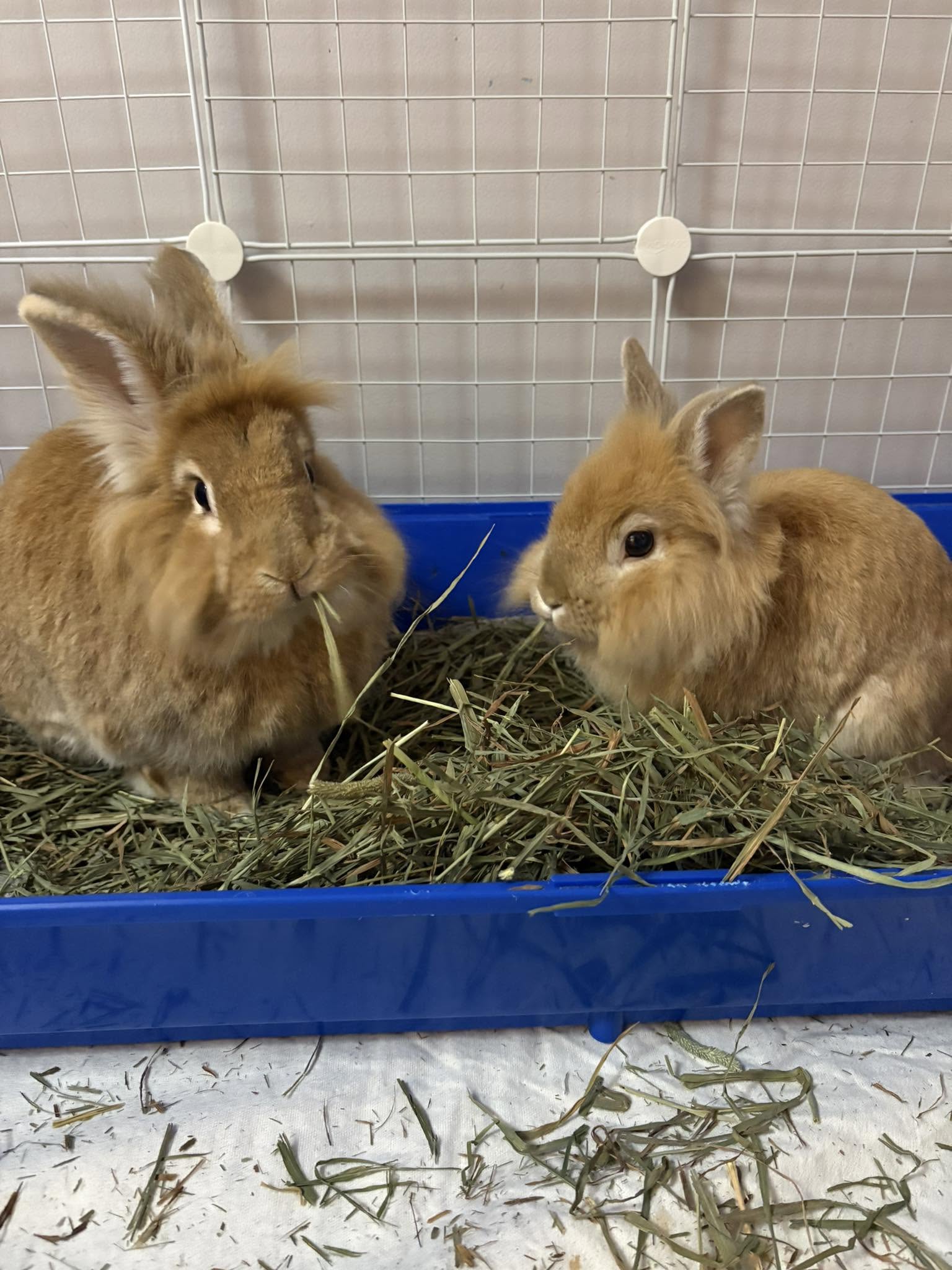 healthy rabbit Paradise Pets Swindon
