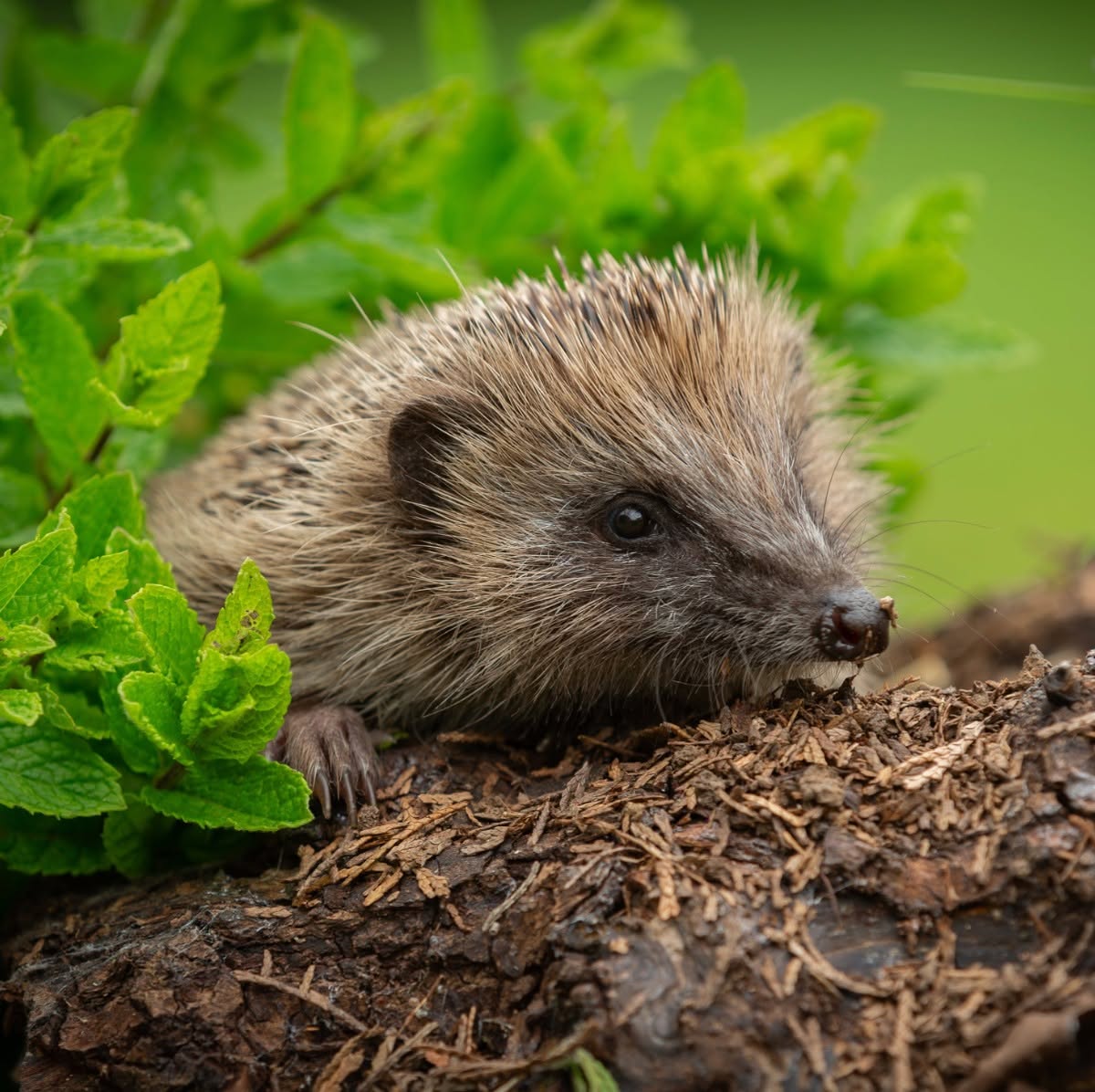 hedgehog foraging in garden leaf litter