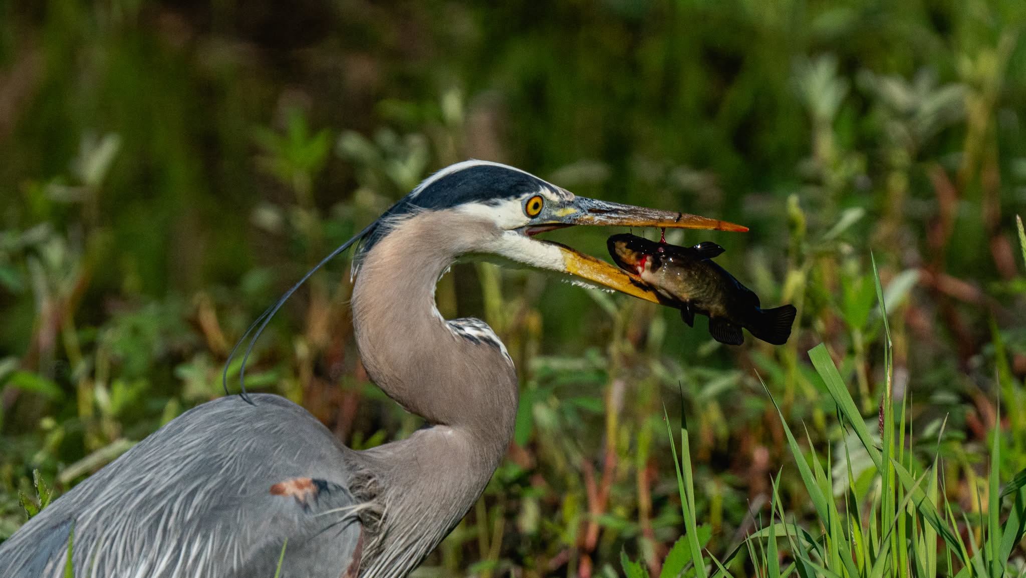 heron feeding Caernarfon harbour castle background