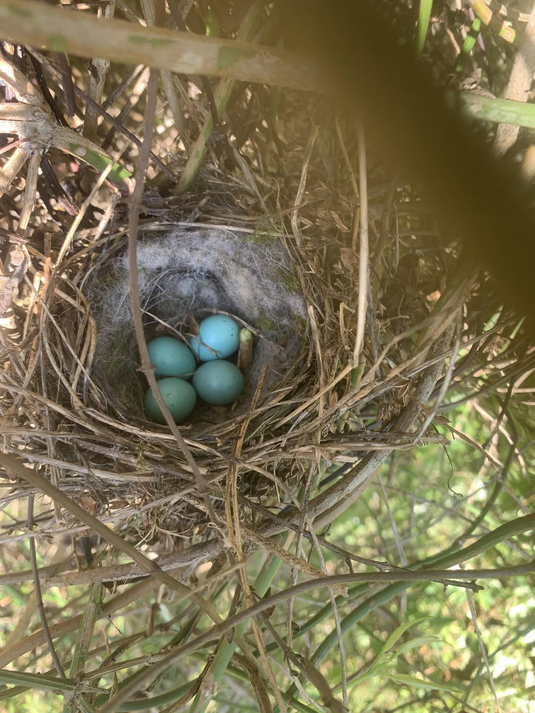 homeowner checking hedge for bird nest