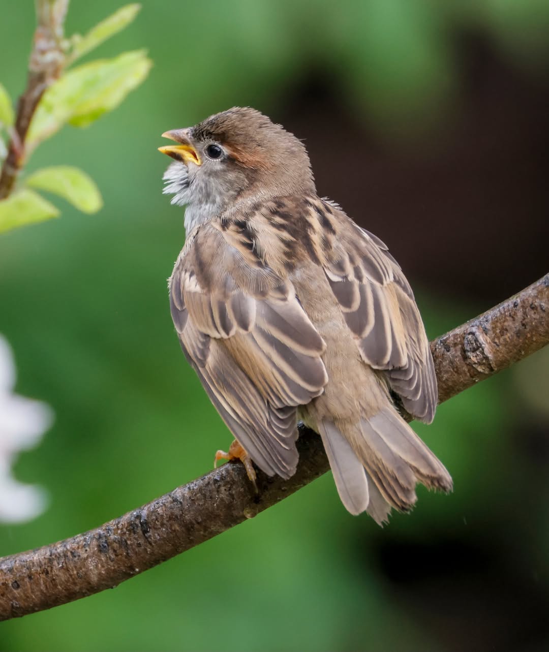 house sparrow chick invertebrate food UK breeding