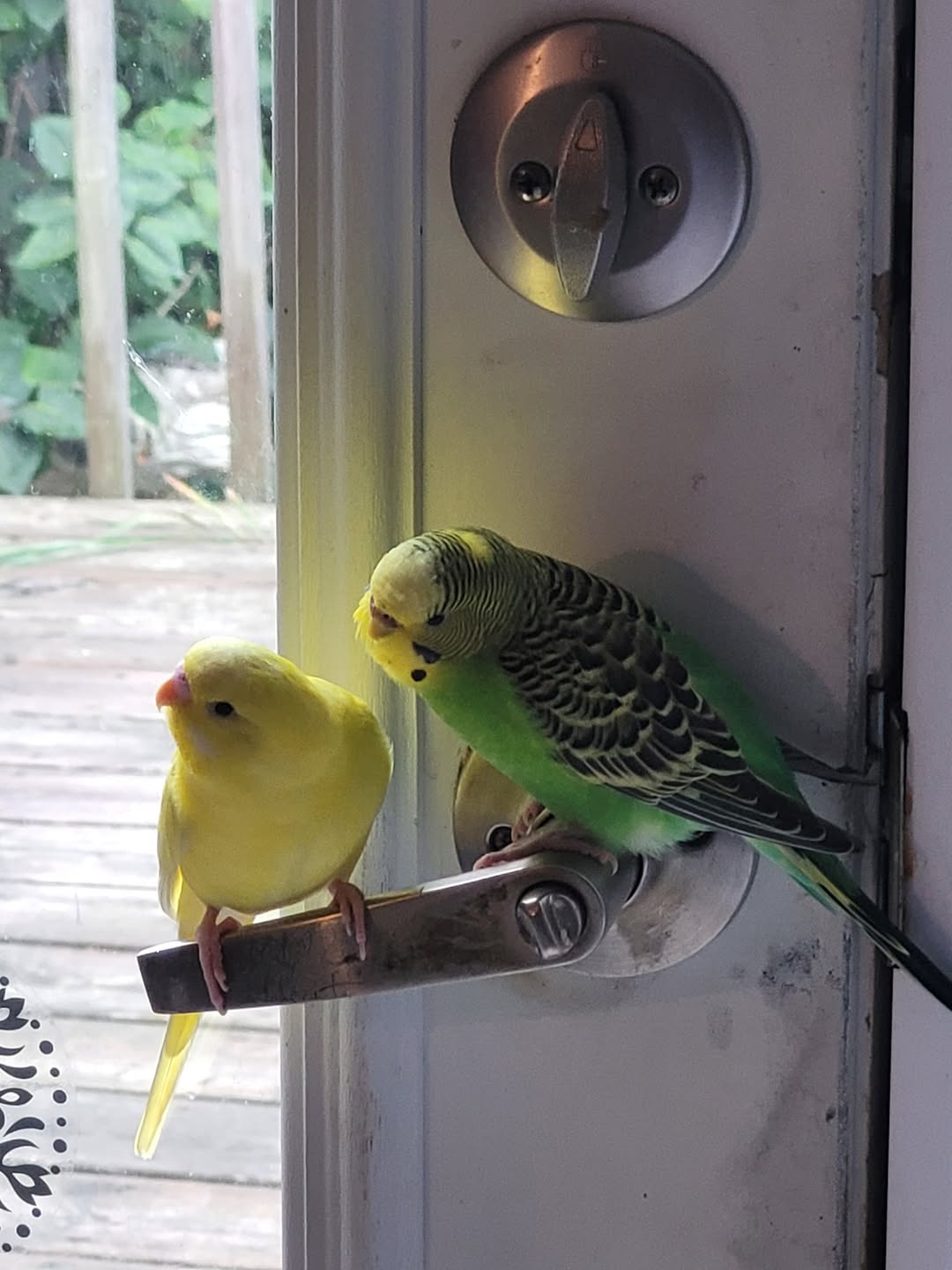 household aerosol spray candle bird danger UK