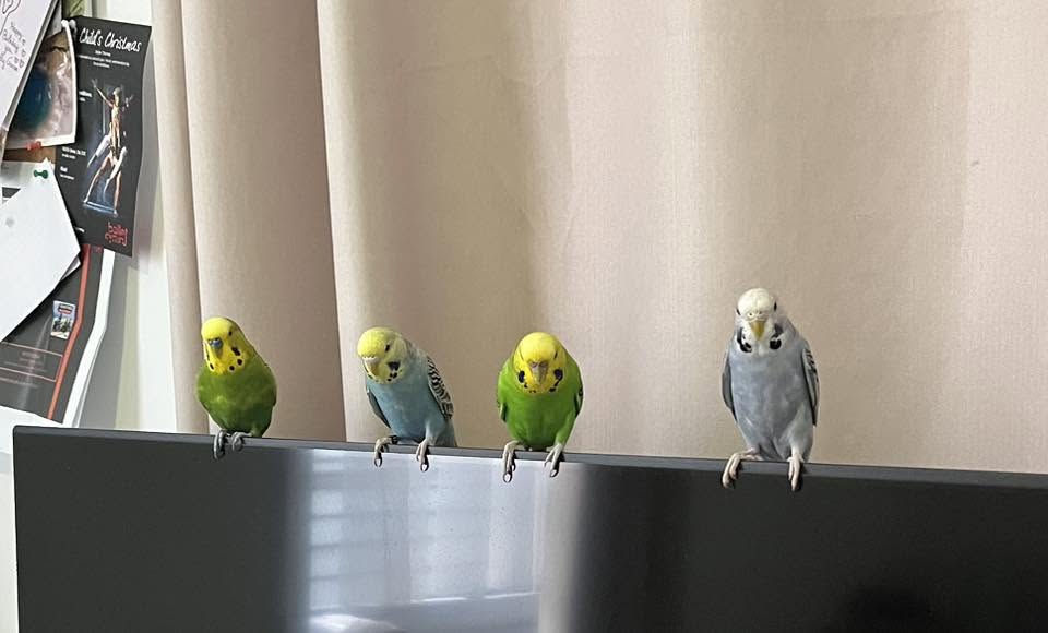 household airborne irritants dangerous for budgies