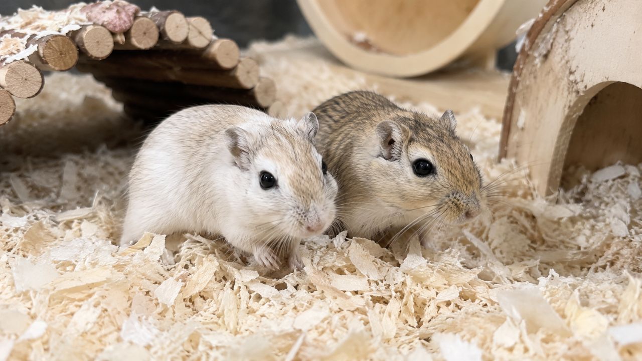 how long do gerbils live UK lifespan guide