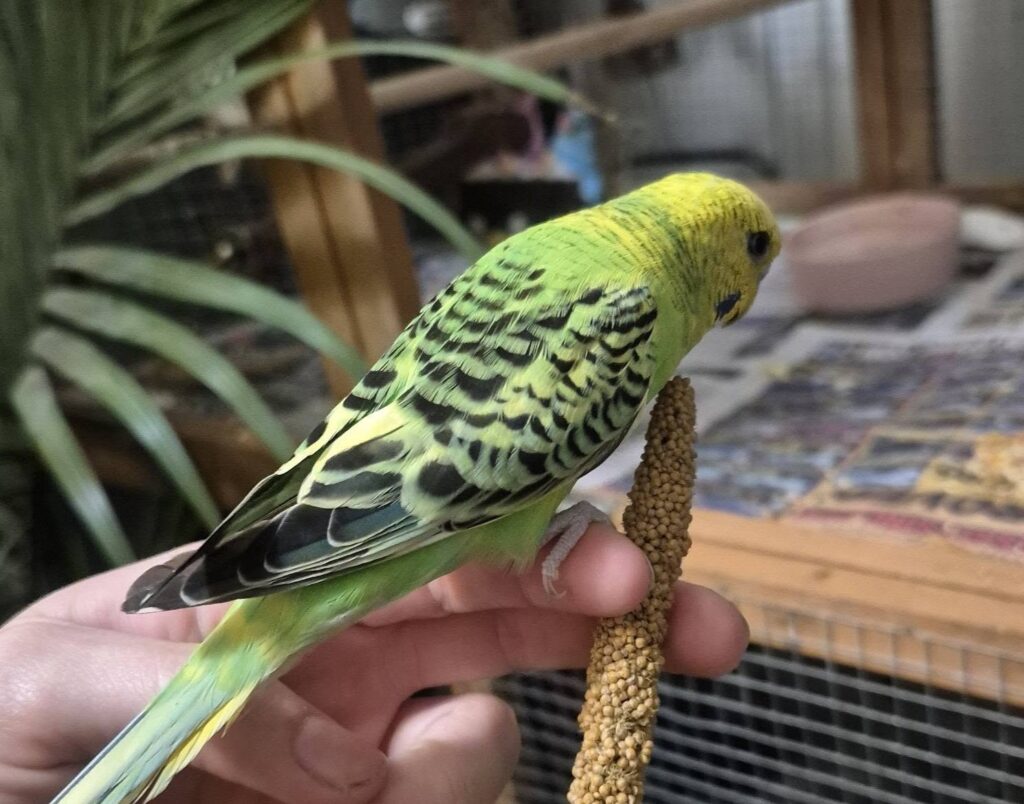 how to prepare cucumber for budgie UK wash skin seeds