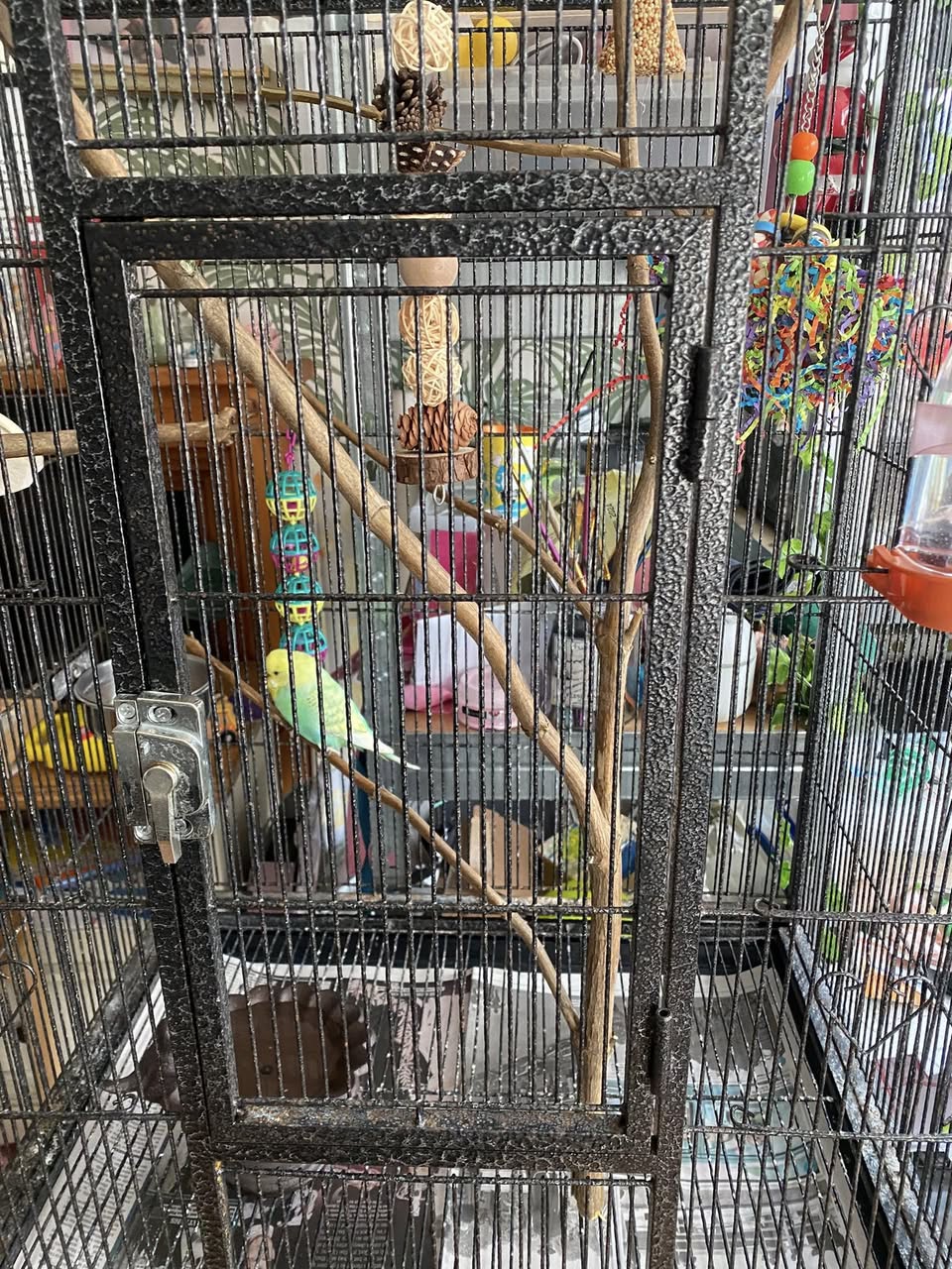 indoor budgie cage safe separated wild birds UK