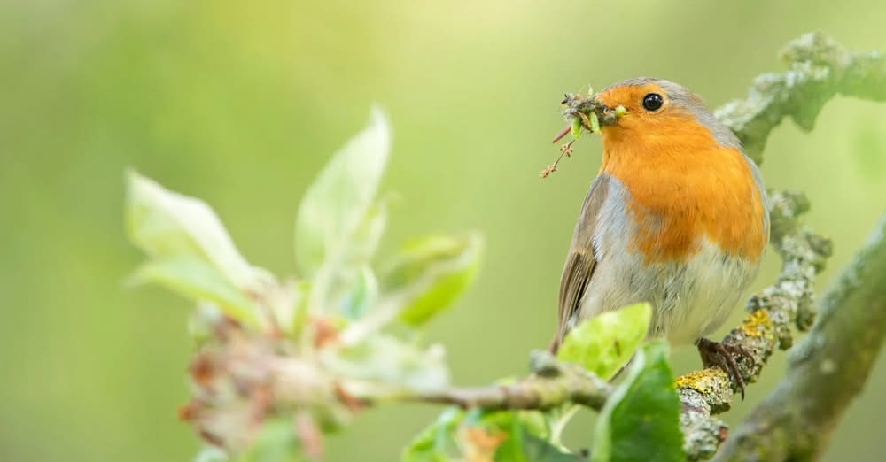 indoor pet bird safe from wild bird disease UK