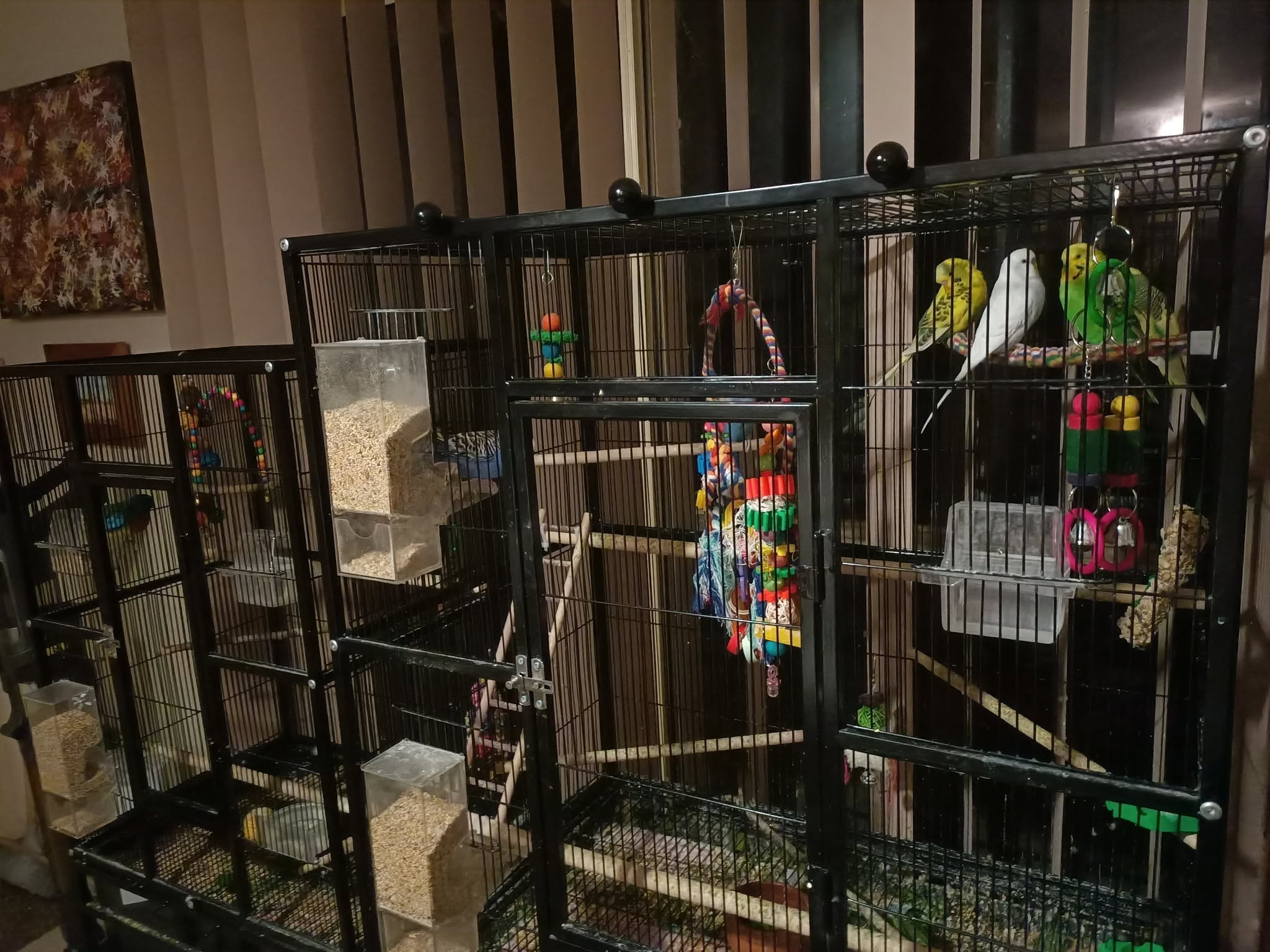 indoor pet budgie low risk bird flu UK 