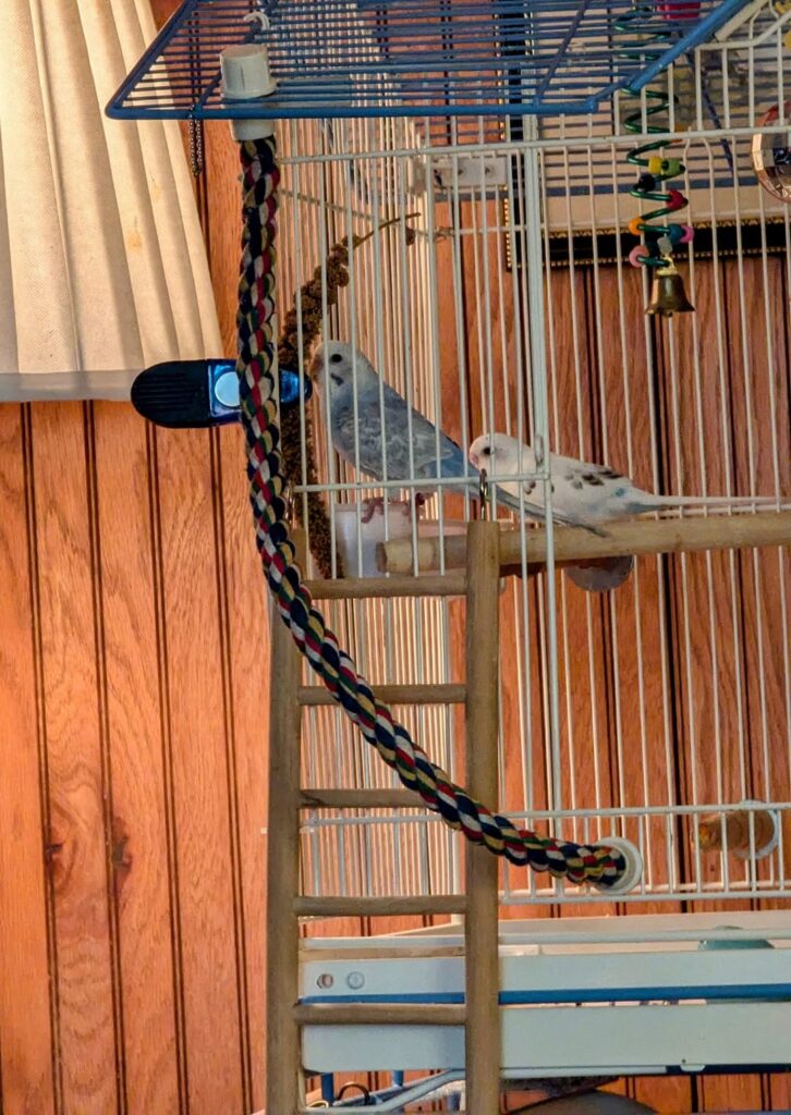 introducing hand to budgie millet spray through bars UK