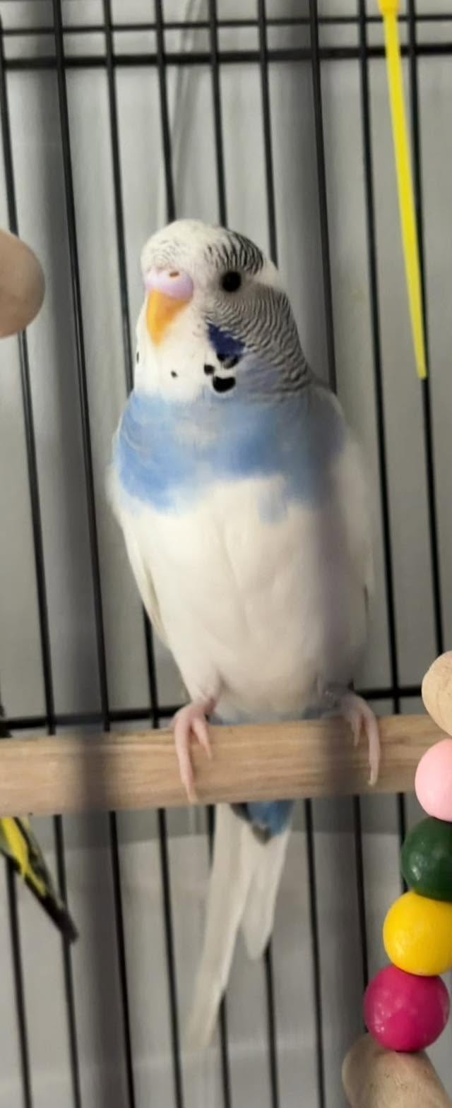 long lived healthy budgie Paradise Pets UK
