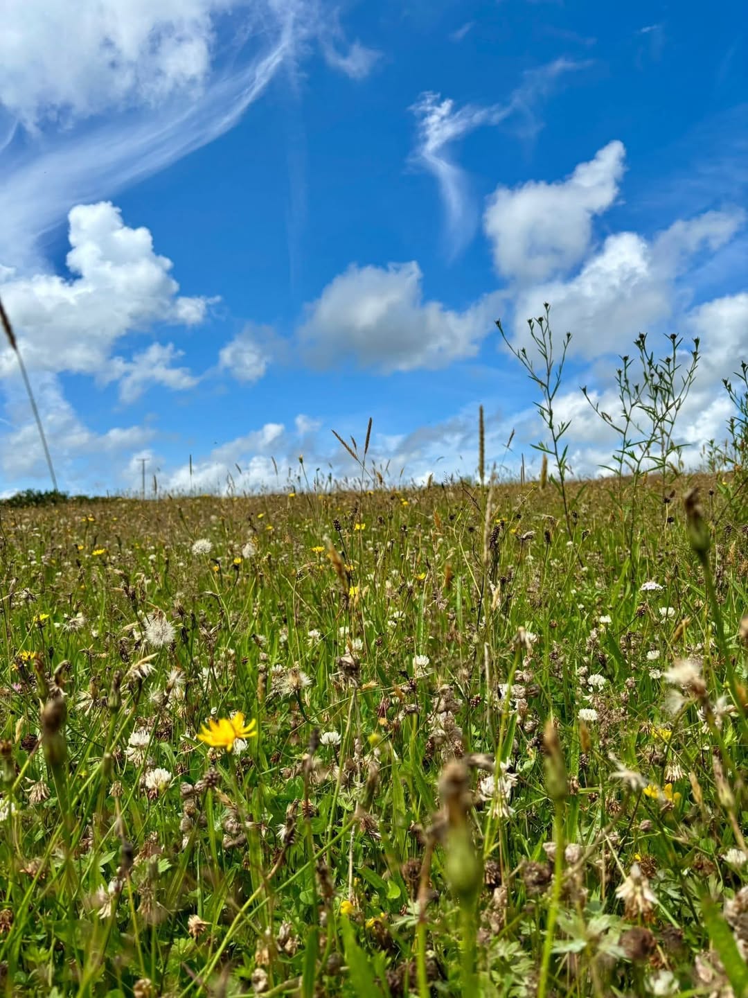 meadow biodiversity council