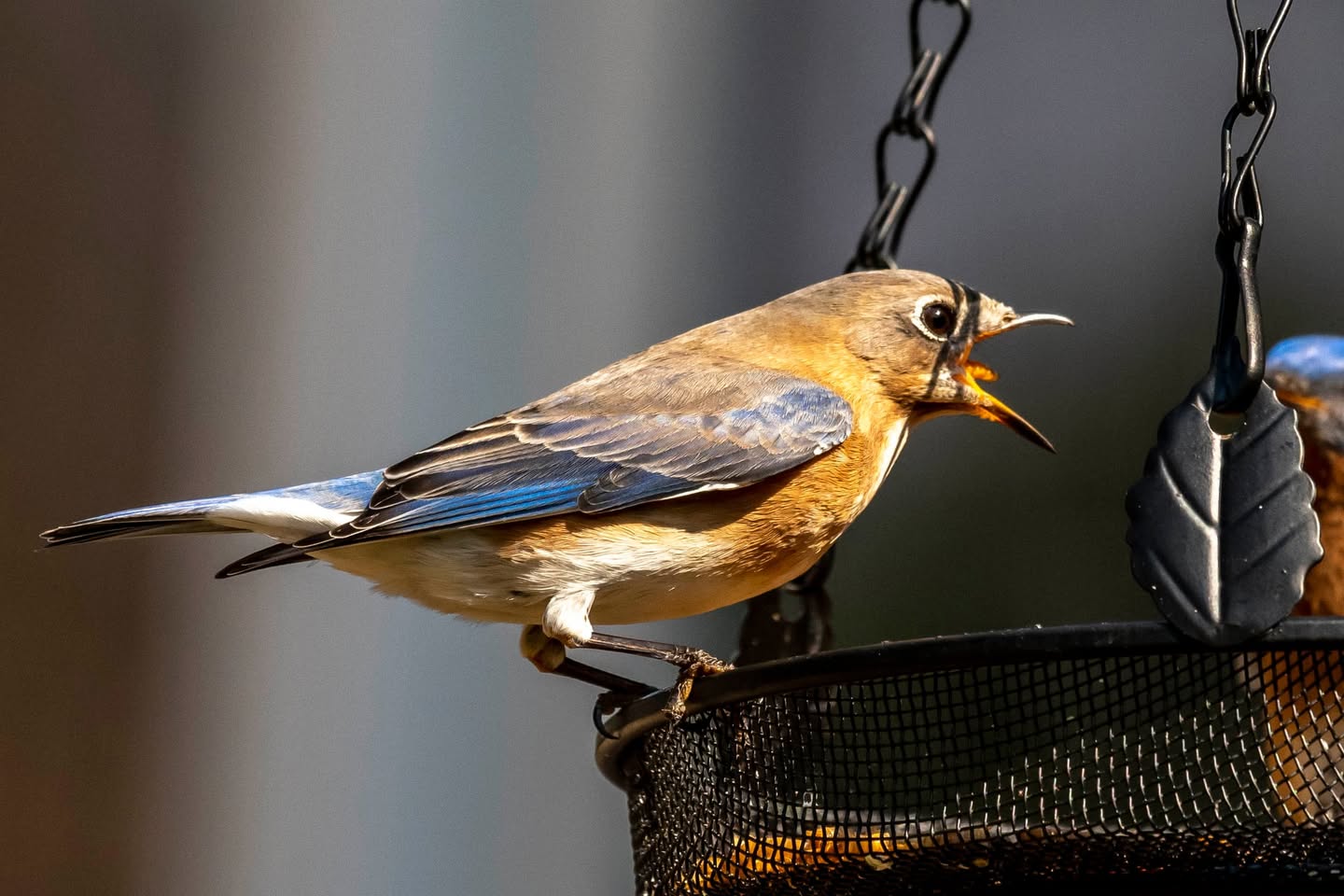 mealworms suet bird feeder year round UK 