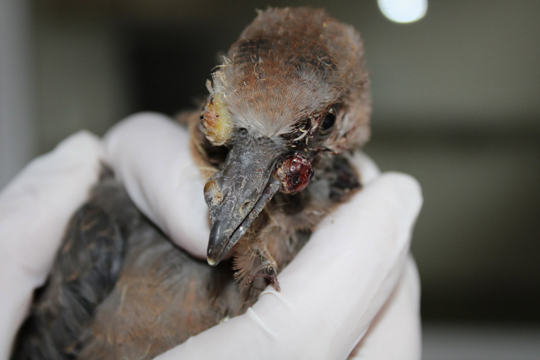 mosquito avian disease UK climate bird risk 