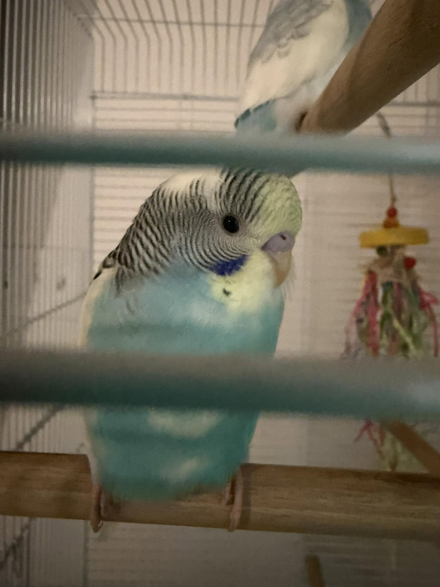 multiple pet birds heatwave safety indoor UK