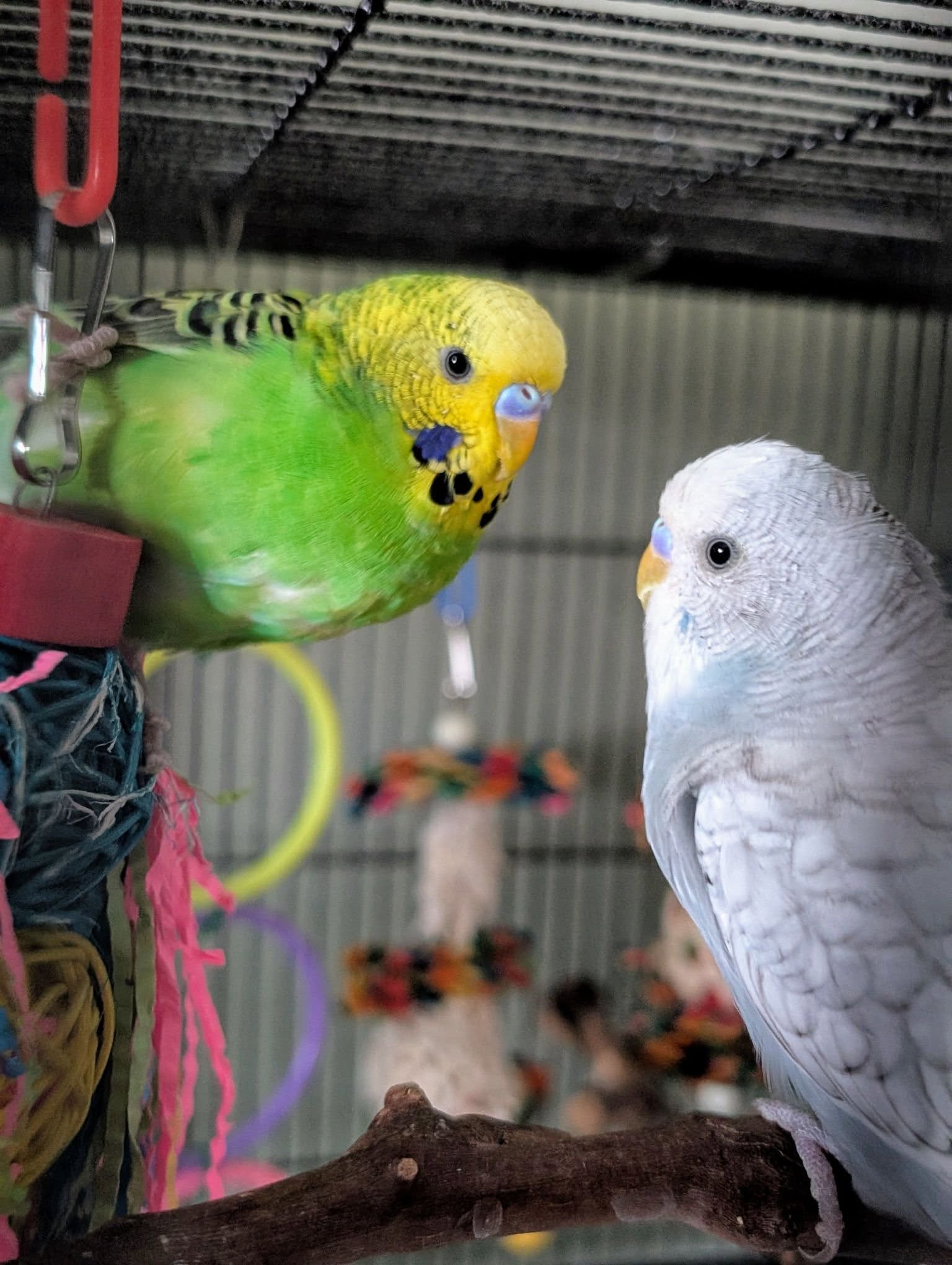 multiple pet birds sharing food water aviary UK