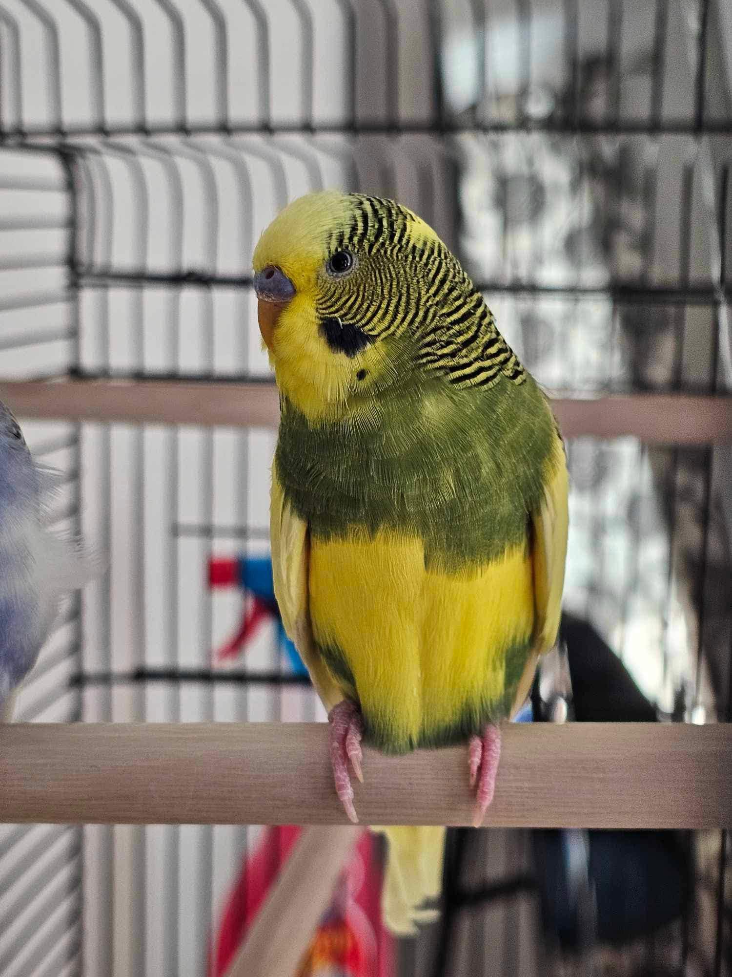 new bird settling curiosity owner presence UK