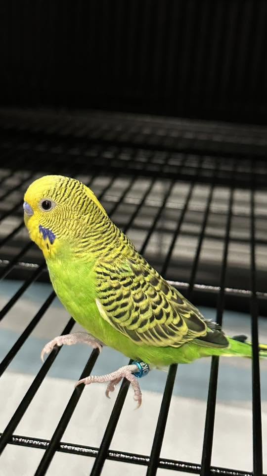 new bird settling in cage UK