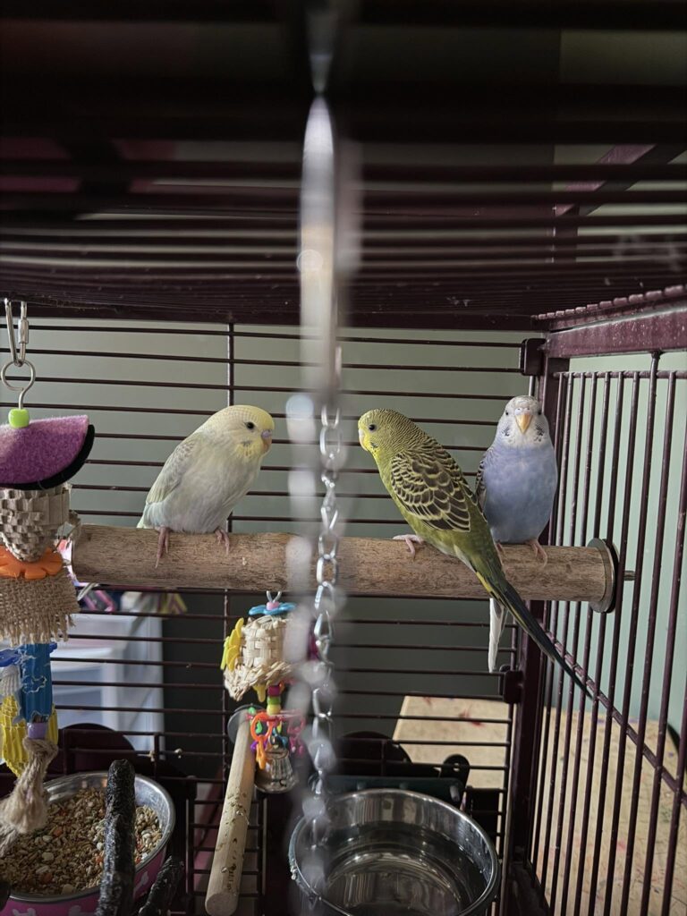 new budgie settling in cage first week
