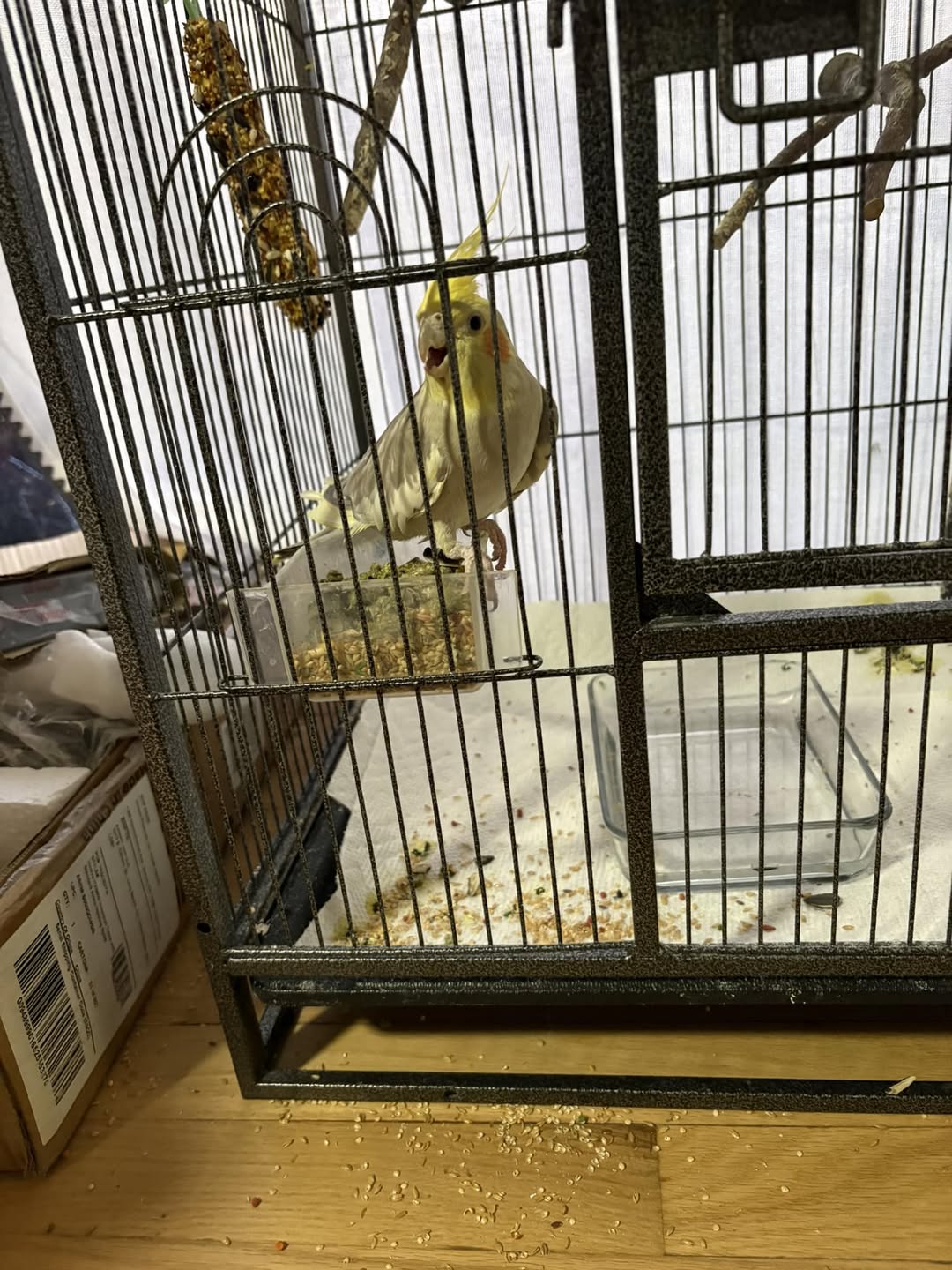 new cockatiel settling home UK