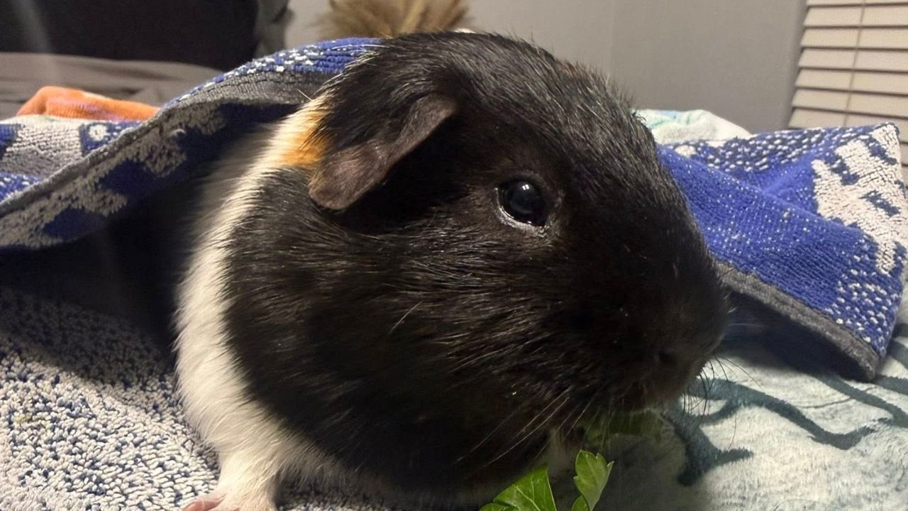 new guinea pig settling in first week
