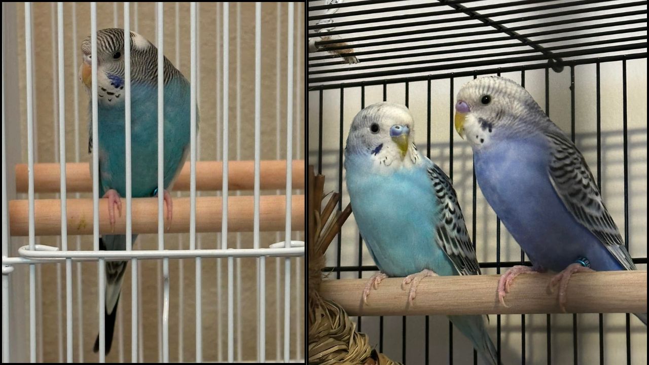 new pet bird owner first week mistake UK