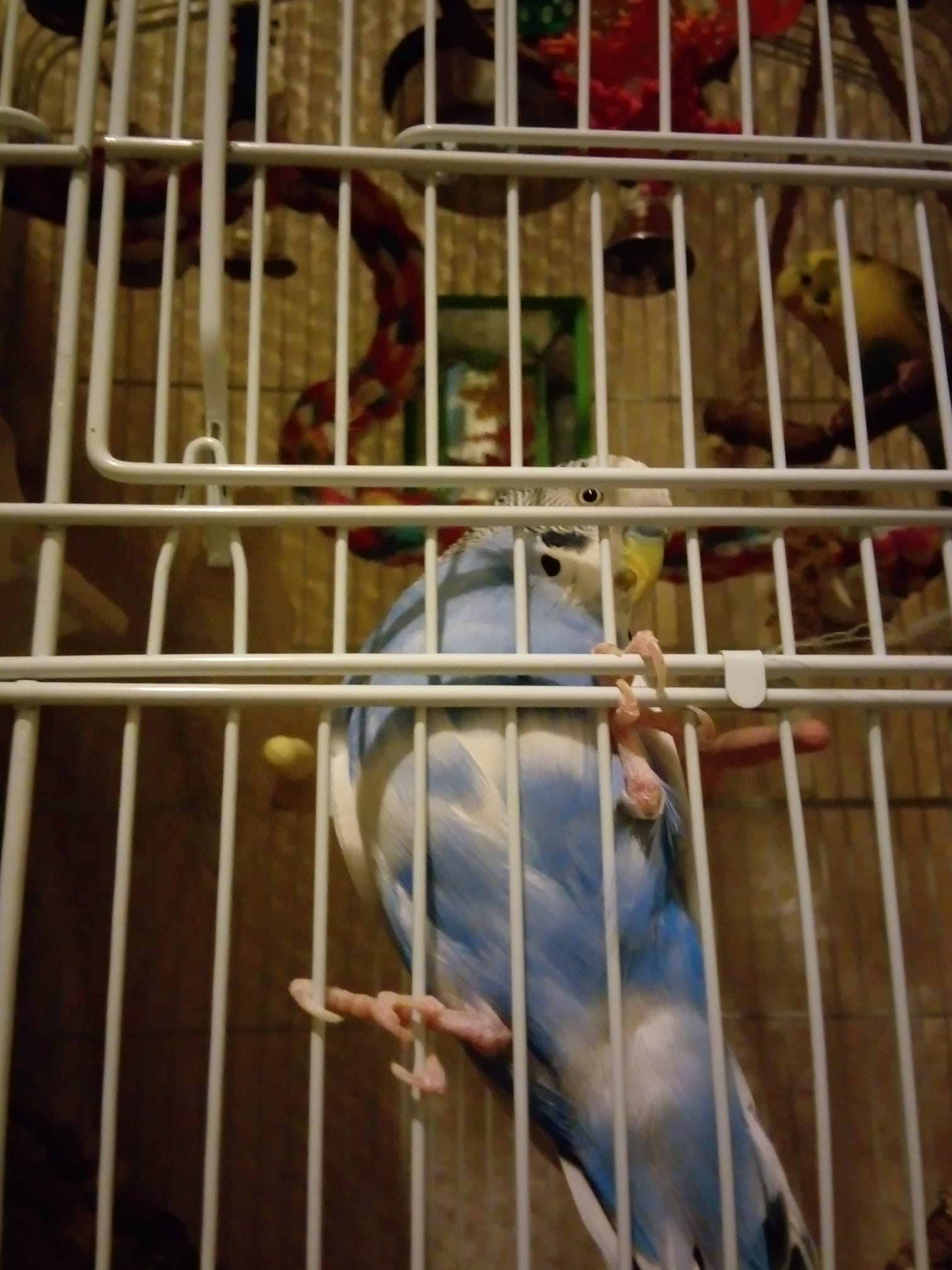 night light near budgie cage to prevent night frights