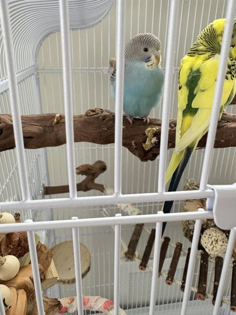 normal and abnormal budgie droppings comparison